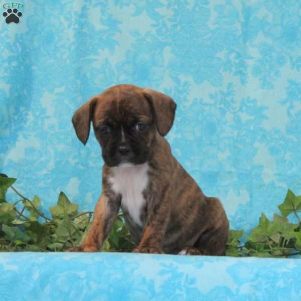 Kit Kat, Boston Terrier Mix Puppy